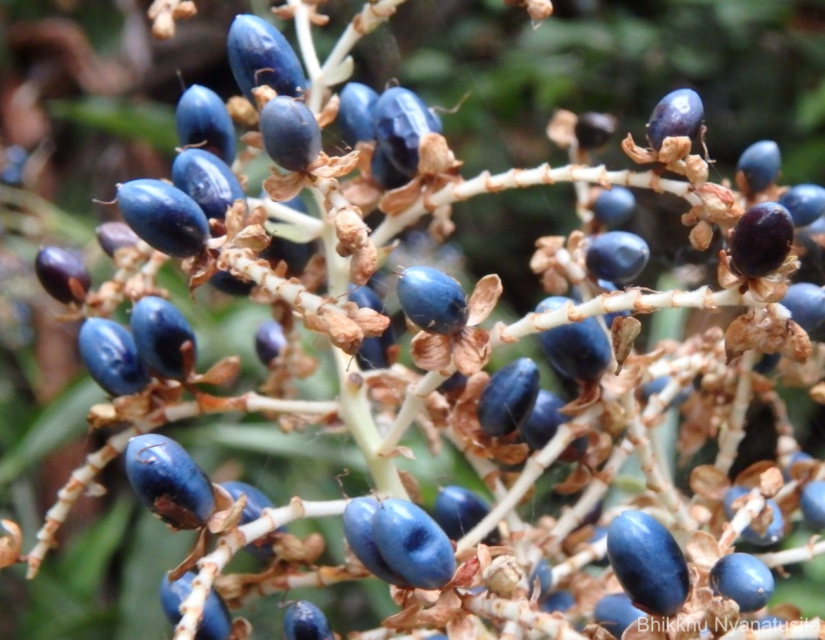 Pollia secundiflora (Blume) Bakh.f.